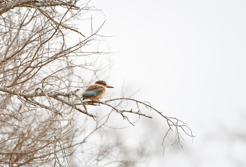 Eisvogel