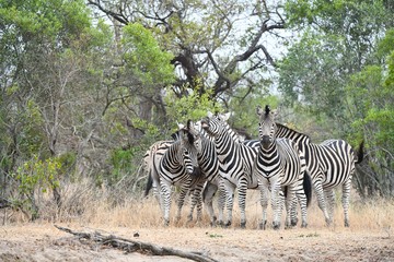 Zebra