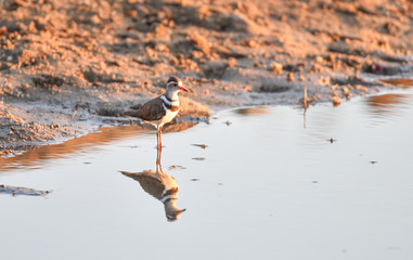 3 Streifen Plover