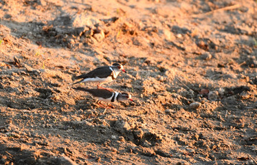 3 Streifen Plover