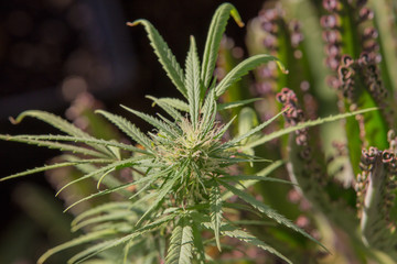 Cannabis Weed Plant Indica - Sativa in Garden Blooming Bud