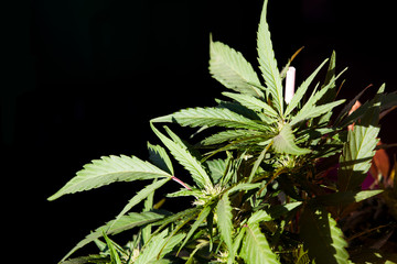 Cannabis Weed Plant Indica - Sativa in Garden Blooming Bud