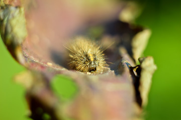 scary hairy caterpillar close-up portrait sitting and terrifying on brown dry leaf on green...