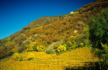 Terlan (Prov. Bozen), herbstliche Berghänge, Herbstfarben, Weinberge
