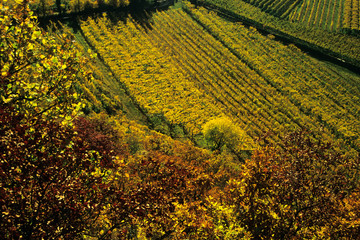 Etschtal bei Siebeneich, Herbstfarben, Winberge