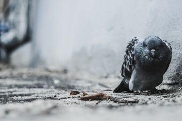 Close-up of one sad and sick pigeon dying in the city yard with depression and apathy atmosphere on...