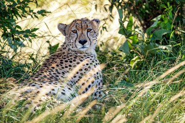 Cheetah in Grass in Kenya Africa