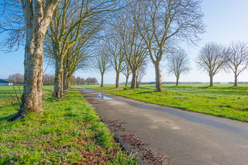 Fototapeta na wymiar Trees along a path in a green field below a blue sky in sunlight in winter