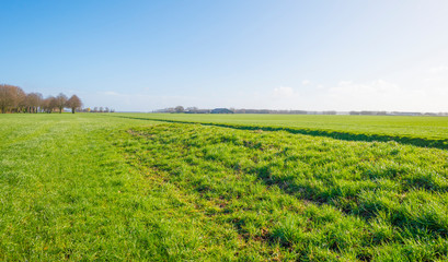 Fototapeta na wymiar Green field along a ditch below a blue sky in sunlight in winter