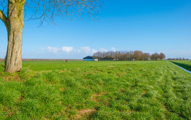 Obraz premium Cyclist on a path in a green field below a blue sky in sunlight in winter