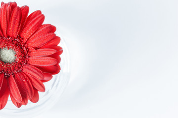 Close up abstract of one red daisy gerbera on a white background