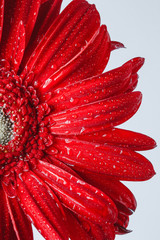 Close up abstract of one red daisy gerbera on a white background