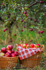 Harvesting organic red apples, overflowing a basket of apples.