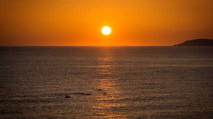 free dolphins swimming in the ocean at the sunset