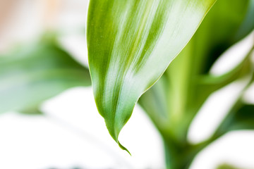 Obraz premium Close-up green palm tree growing in the garden vase.