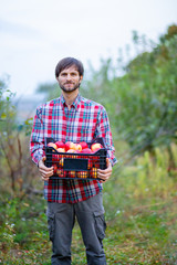 Fototapeta premium Picking apples. A man with a full basket of red apples in the garden.