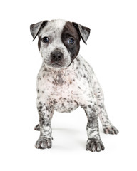 Cute young crossbreed spotted puppy dog standing looking forward.