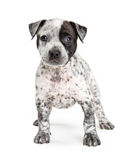 Cute young crossbreed spotted puppy dog standing looking forward. © adogslifephoto