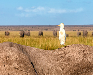 Obraz premium Egret Bird on Back of Elephant in Amboseli Kenya