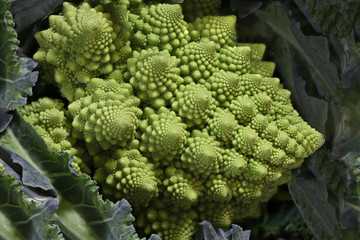 Romanesque cauliflower closeup