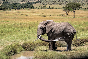 Elephant Spraying Water Bathing in Kenya Africa