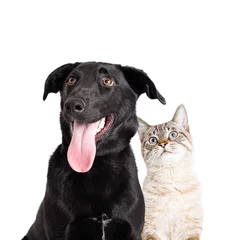 Tuinposter Excited Curious Dog and Cat Closeeup Over White © adogslifephoto