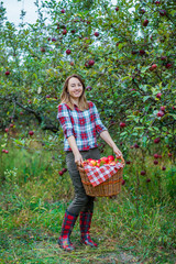 Woman with a basket full of red apples in the garden.