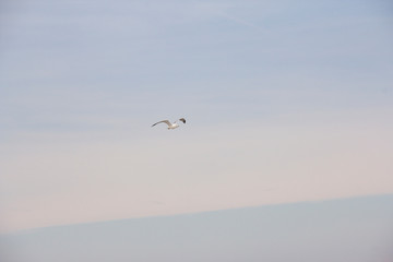 Ring-billed seagull flying over Lake Ontario, NY, USA in winter