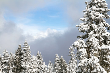 Snow settled on coniferous pine trees in mountain forest;  Beautiful clouds parting and blue sky appearing