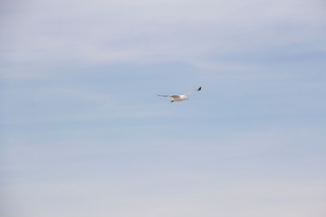 Ring-billed seagull flying over Lake Ontario, NY, USA in winter