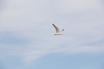 Fototapeta na wymiar Ring-billed seagull flying over Lake Ontario, NY, USA in winter