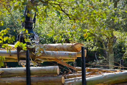 Pinzas de gr&uacute;a recogiendo madera