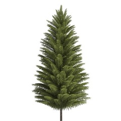 Pine tree 3d illustration isolated on the white background