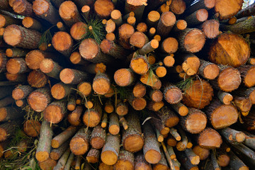 Troncos de pino acumulados.