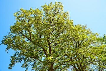 Spring Green Trees