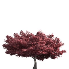 Tree 3d illustration isolated on the white background