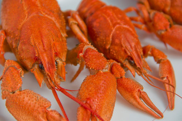 Boiled red crayfish on the plate food concept. Closeup