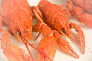Boiled red crayfish on the plate food concept. Closeup