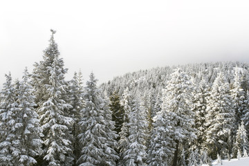 Winter scene of snow covered forest of evergreen (coniferous) trees on a mountain; cloudy sky and fog over the trees on a cold winter day