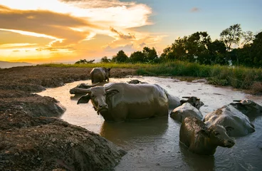 Tuinposter Landscape buffalo water in mud pond for relaxes © Bigc Studio