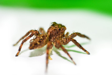 Close up brown jumping spider on nature green leaf background