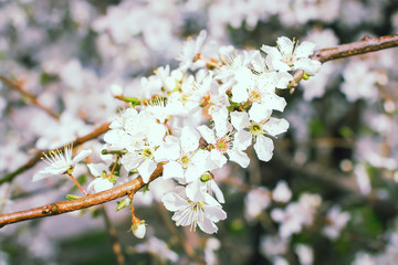 Close-up of white flowers on a cherry tree branch against a blue sky. Blooming plum in early spring.