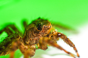 Close up brown jumping spider on nature green leaf background