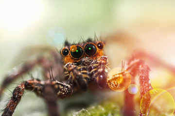 Close up brown jumping spider on nature green leaf background