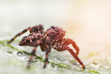 Close up brown jumping spider on nature green leaf background