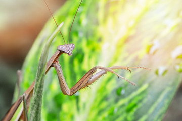 Brown Mantis on green leaf nature background / Funny insect