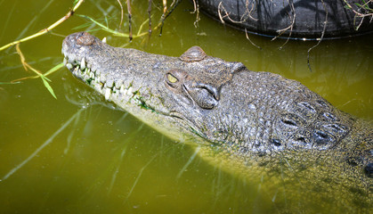 Wildlife reptile Crocodile floating on the water nature river