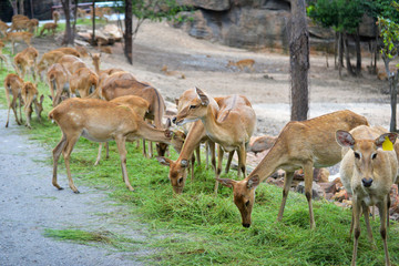 Group of Eld's deer Thamin Brow antlered deer graze in the national park