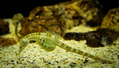 Yellow big belly Seahorse swimming underwater ocean