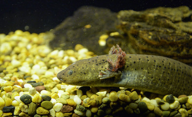 Axolotl swimming underwater photography of brown Salamande marine life fish tank aquarium